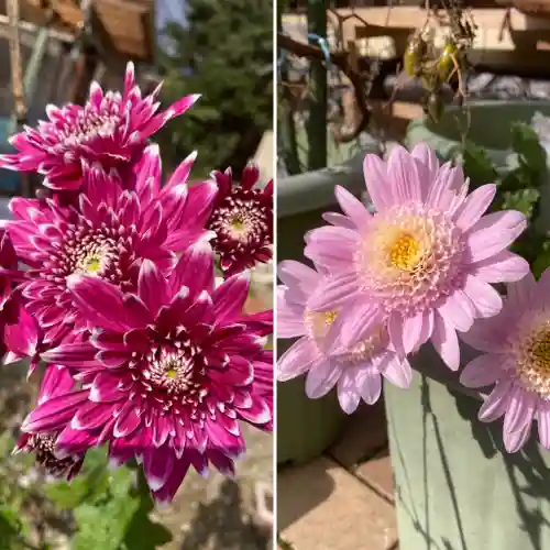 高司神社〜むすびの神の鎮まる社〜の自然