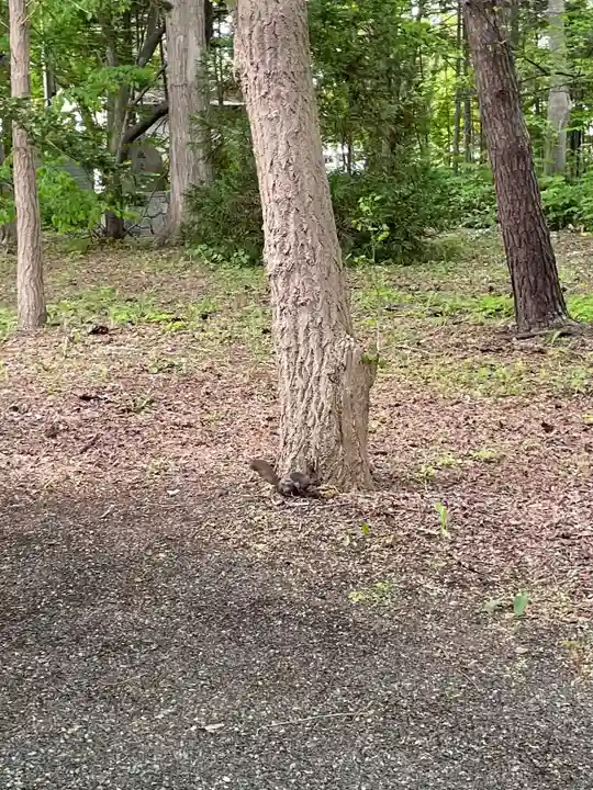 錦山天満宮の動物