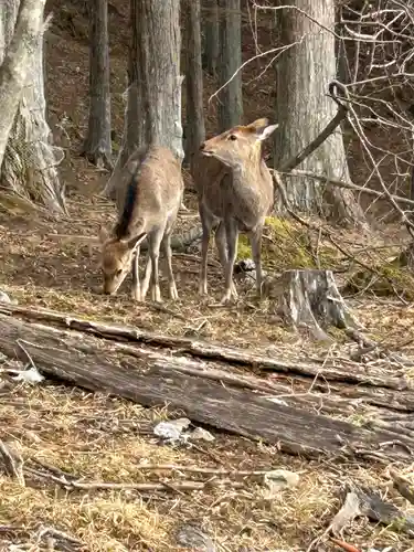 三峯神社(埼玉県)