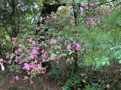 観音山石仏群の自然