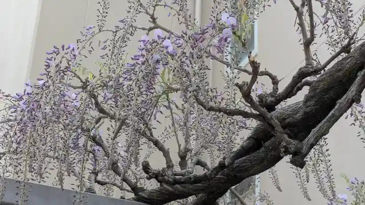 藤之宮 春日神社(野田の藤跡)(大阪府)