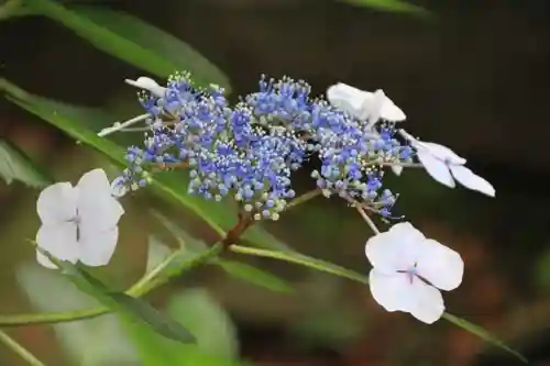 愛宕神社の自然