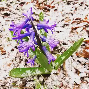 壽徳寺 じゅとくじの自然(2021年04月09日(金) 07時33分18秒投稿)