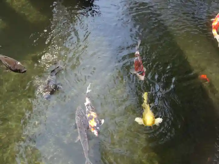 鈴鹿明神社の動物