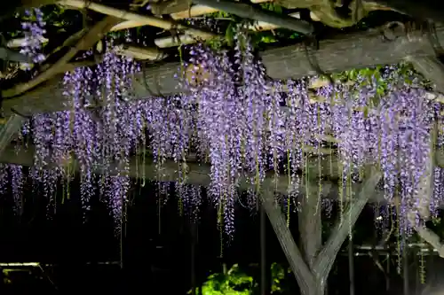 亀戸天神社の自然
