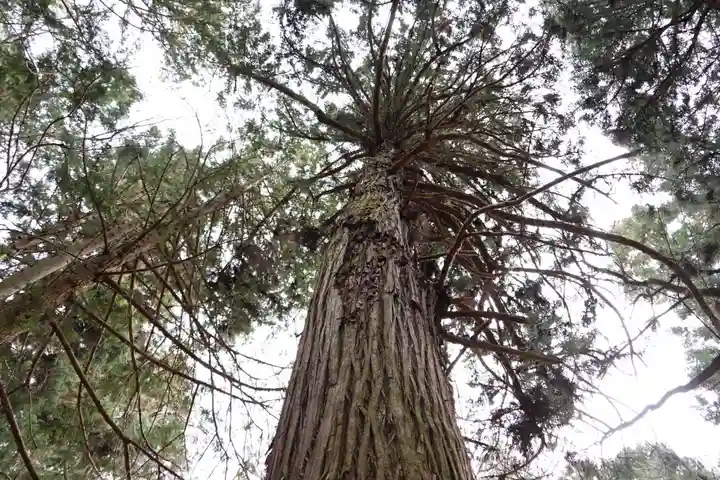 白山比咩神社の自然
