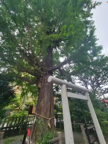 朝日氷川神社の自然