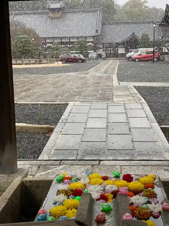 くろ谷 金戒光明寺の手水舎