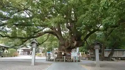 大麻比古神社の{uncategorized: "未分類", other: "その他", undefined: "問題あり", building: "その他建物", grave: "お墓", sacred_gate: "鳥居", guardian: "狛犬", statue: "像", buddha: "仏像", history: "歴史", nature: "自然", garden: "庭園", animal: "動物", pagoda: "塔", temizu: "手水舎", mountain_gate: "山門・神門", sanctuary: "本殿・本堂", subordinate: "末社・摂社", art: "芸術", scenery: "景色", jizo: "地蔵", ema: "絵馬", goshuin: "御朱印", omikuji: "おみくじ", items: "授与品その他", amulet: "お守り", goshuincho: "御朱印帳", eats: "食事", festival: "お祭り", votive_dance: "神楽", shichigosan: "七五三参", wedding: "結婚式", experience: "体験その他", initially: "初詣", around: "周辺", anti_infection: "感染症対策"}