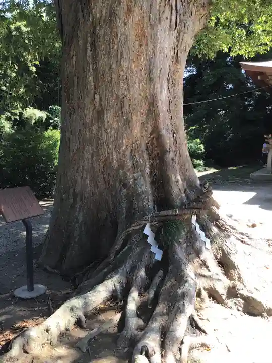 素鵞神社の自然