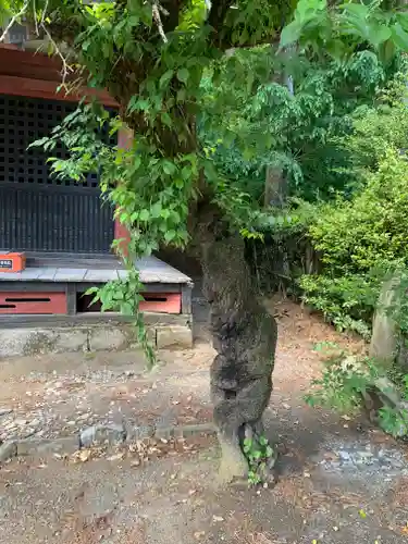 宇都宮神社（白岩町）の自然