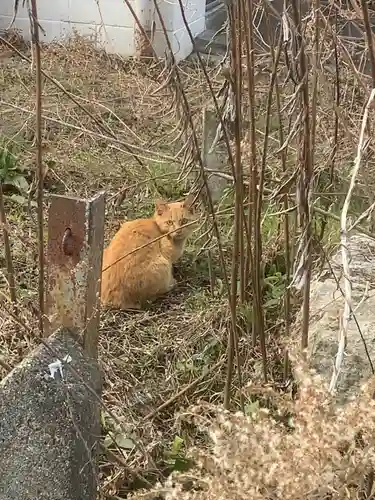 御嶽教木曽川照王教会の動物