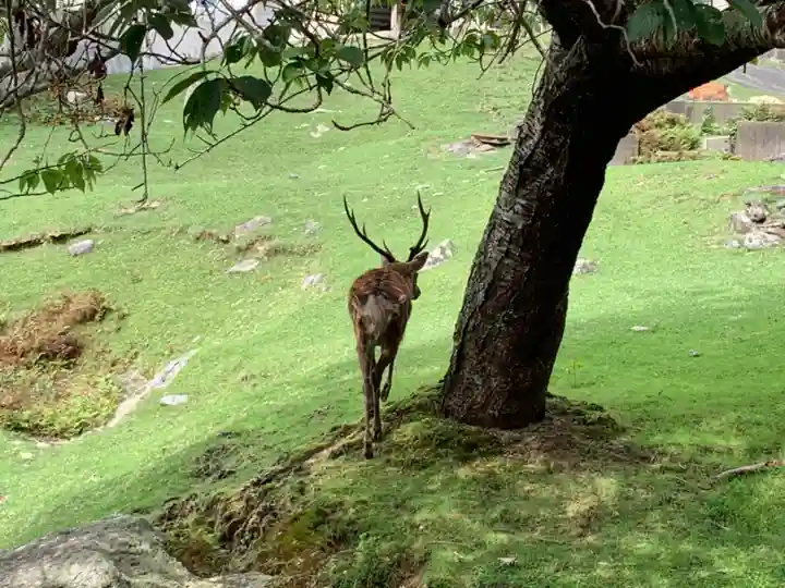 金華山黄金山神社の動物