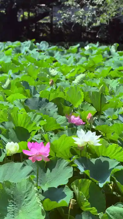 鶴岡八幡宮の自然