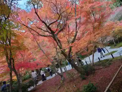 圓光寺(京都府)