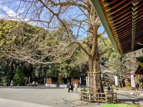 大宮八幡宮の自然