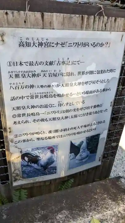 高知大神宮の動物