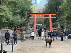 春日大社の鳥居