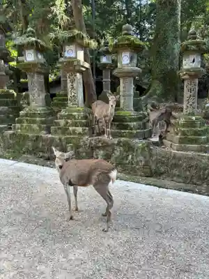 春日大社(奈良県)