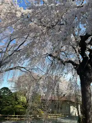 身照寺の{uncategorized: "未分類", other: "その他", undefined: "問題あり", building: "その他建物", grave: "お墓", sacred_gate: "鳥居", guardian: "狛犬", statue: "像", buddha: "仏像", history: "歴史", nature: "自然", garden: "庭園", animal: "動物", pagoda: "塔", temizu: "手水舎", mountain_gate: "山門・神門", sanctuary: "本殿・本堂", subordinate: "末社・摂社", art: "芸術", scenery: "景色", jizo: "地蔵", ema: "絵馬", goshuin: "御朱印", omikuji: "おみくじ", items: "授与品その他", amulet: "お守り", goshuincho: "御朱印帳", eats: "食事", festival: "お祭り", votive_dance: "神楽", shichigosan: "七五三参", wedding: "結婚式", experience: "体験その他", initially: "初詣", around: "周辺", anti_infection: "感染症対策"}