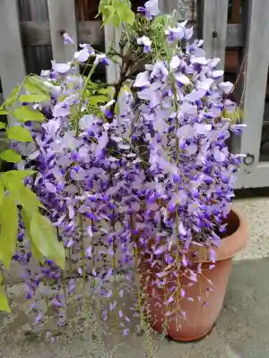 滝野川八幡神社の{uncategorized: "未分類", other: "その他", undefined: "問題あり", building: "その他建物", grave: "お墓", sacred_gate: "鳥居", guardian: "狛犬", statue: "像", buddha: "仏像", history: "歴史", nature: "自然", garden: "庭園", animal: "動物", pagoda: "塔", temizu: "手水舎", mountain_gate: "山門・神門", sanctuary: "本殿・本堂", subordinate: "末社・摂社", art: "芸術", scenery: "景色", jizo: "地蔵", ema: "絵馬", goshuin: "御朱印", omikuji: "おみくじ", items: "授与品その他", amulet: "お守り", goshuincho: "御朱印帳", eats: "食事", festival: "お祭り", votive_dance: "神楽", shichigosan: "七五三参", wedding: "結婚式", experience: "体験その他", initially: "初詣", around: "周辺", anti_infection: "感染症対策"}