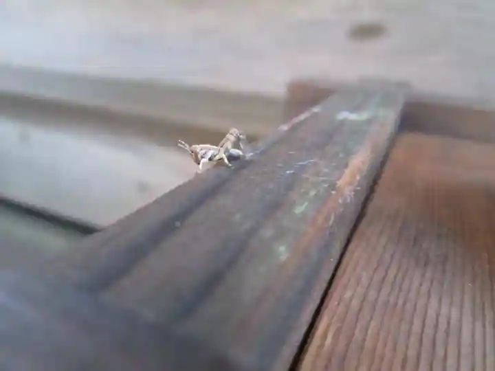 屋久島大社の動物