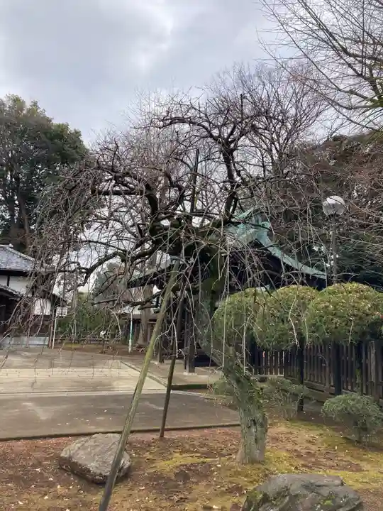 峯ヶ岡八幡神社(埼玉県)