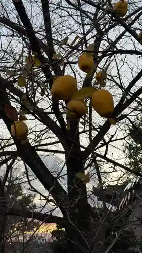東寺（教王護国寺）(京都府)