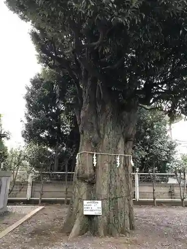 駒形神社の自然