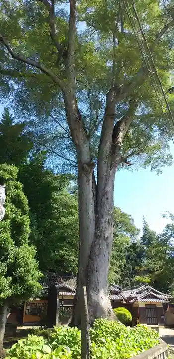 野木神社の自然