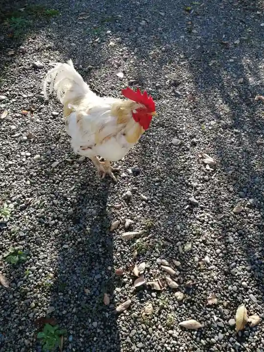 別雷皇太神の動物