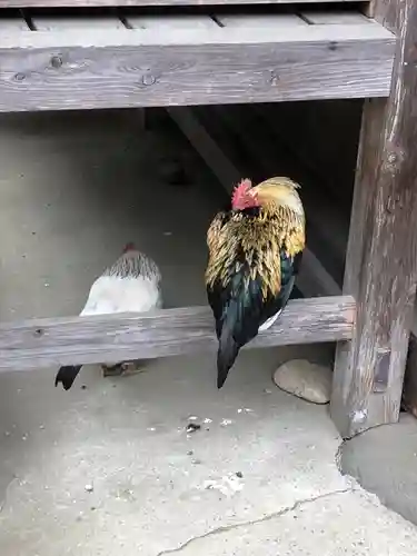 大崎八幡宮の動物