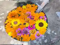 真言宗 善通寺派 薬王寺の手水舎