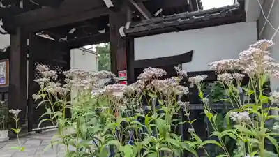 行願寺（革堂）(京都府)