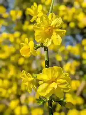 鷺宮八幡神社(東京都)