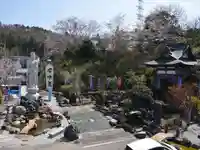 令和の聖水　清瀧観音のしだれ桜が満開になりました