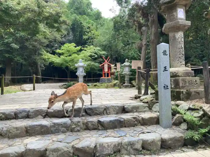 春日大社金龍神社(禁裡殿)(奈良県)