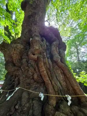 來宮神社(静岡県)