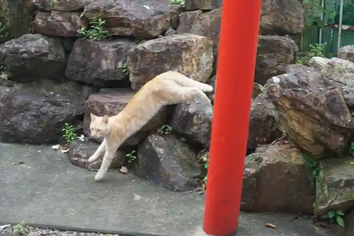 天王坊稲荷神社の動物