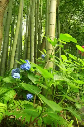 報国寺(神奈川県)