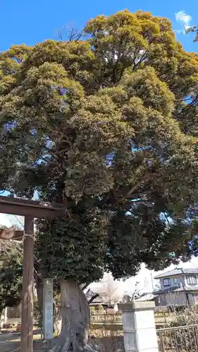 神明社・大杉神社の自然