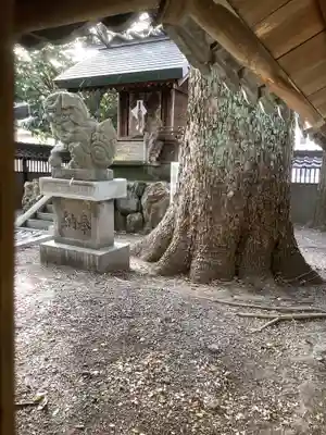 神明社(露橋神明社)の狛犬