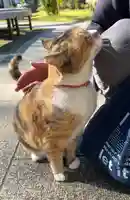 秩父札所十三番 慈眼寺の動物