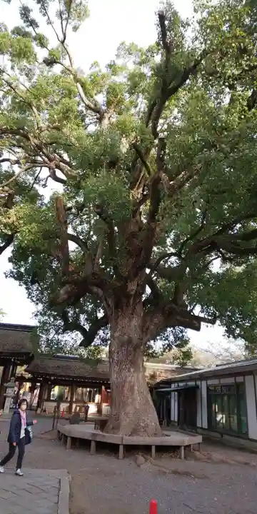 平野神社の自然