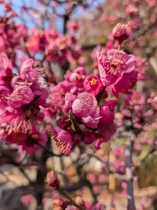中野沼袋氷川神社(東京都)