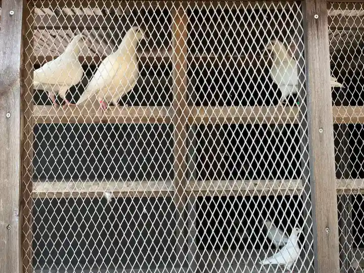 高山神社の動物