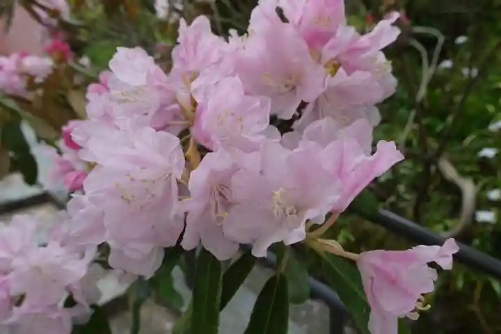 岡寺(龍蓋寺)の自然