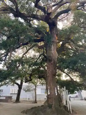 神明神社の自然