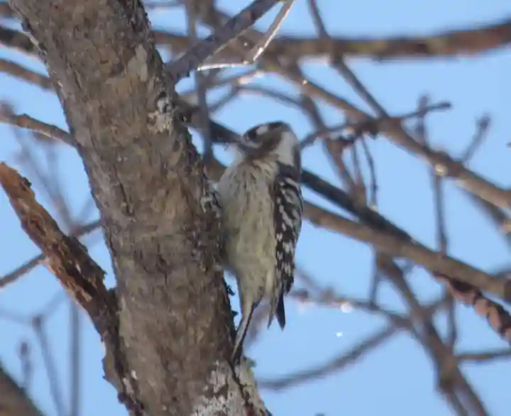 留辺蘂神社の動物