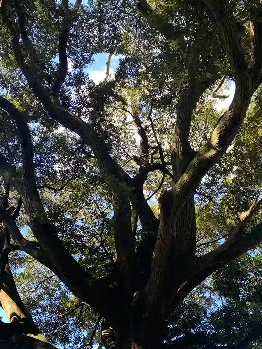 金刀比羅神社の自然
